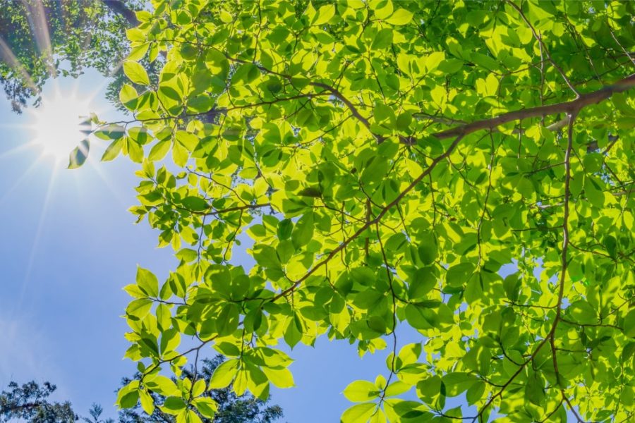 somos-naturaleza-confinamiento