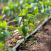 eficiencia-sosteibilidad-agricultura
