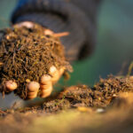 Manos sosteniendo tierra y raíces, simbolizando los suelos vivos esenciales para la sostenibilidad y la biodiversidad