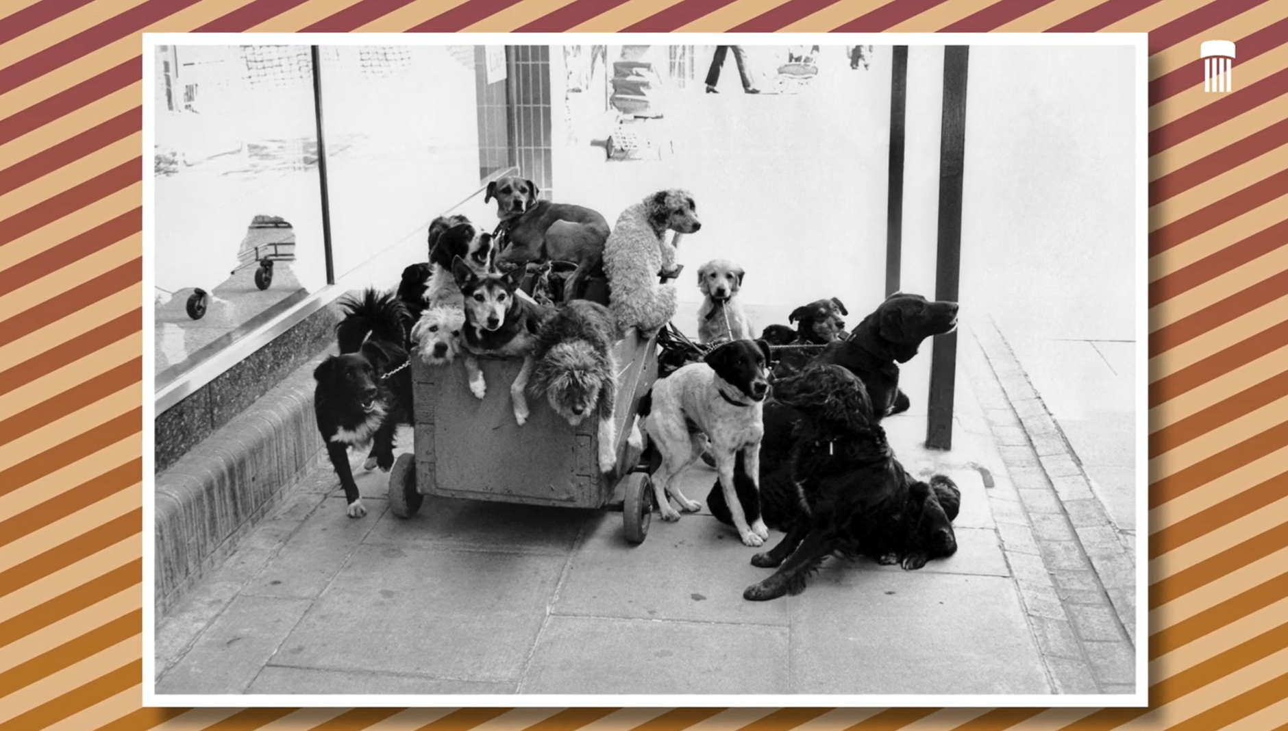 Videotaller para familias exposición "Elliott Erwitt. La comedia humana"